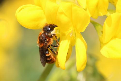 Osmia rufohirta
